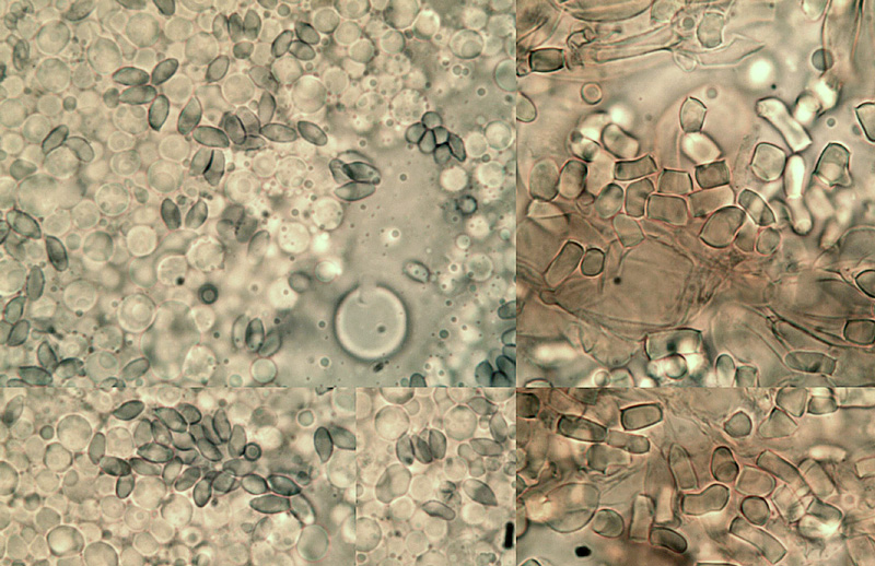 Cystoderma jasonis